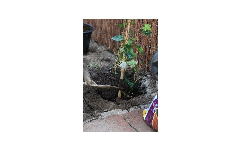 Klimop planten