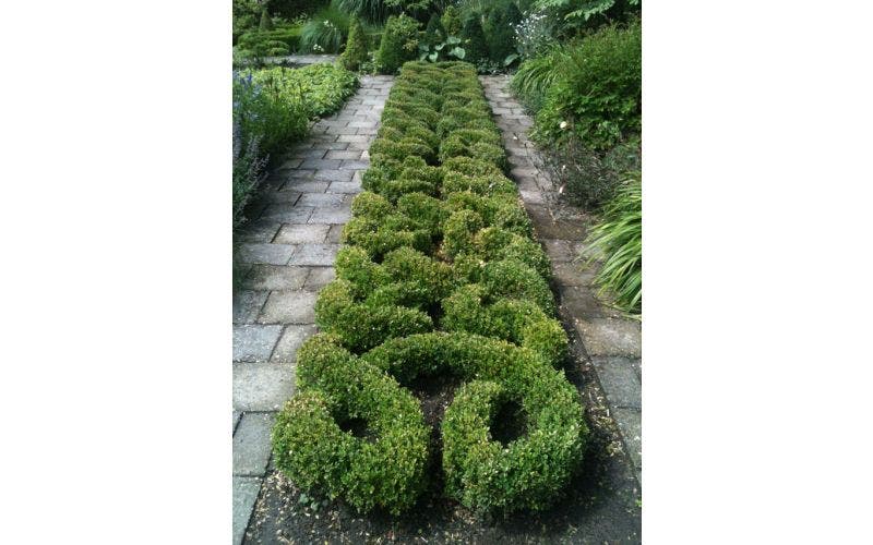 Buxus verzorgen