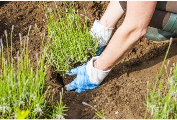 Planten in de grond zetten