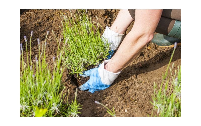 Planten in de grond zetten