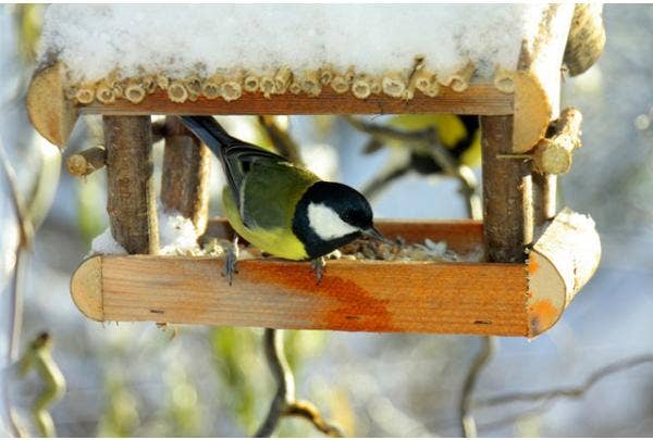 Vogels in de winter voeren