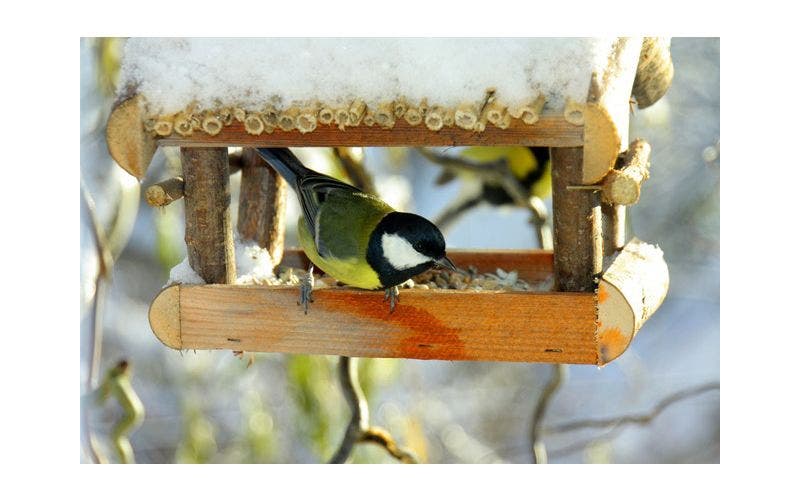 Vogels in de winter voeren