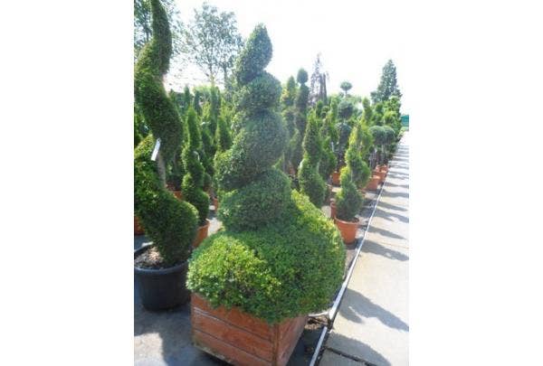 Buxus in vorm snoeien