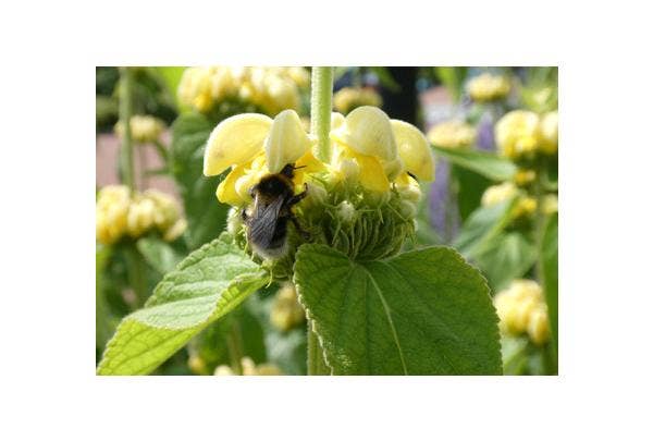 Waarom bloeit mijn plant niet