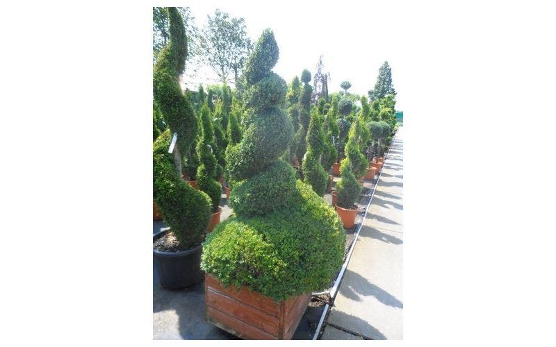 Buxus in vorm snoeien