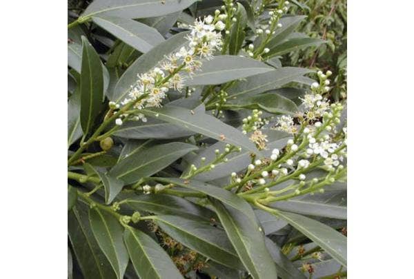 Laurier planten