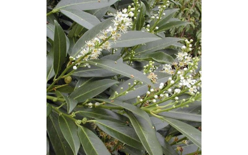 Laurier planten