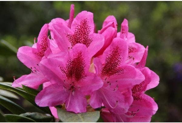 Rhododendron soorten