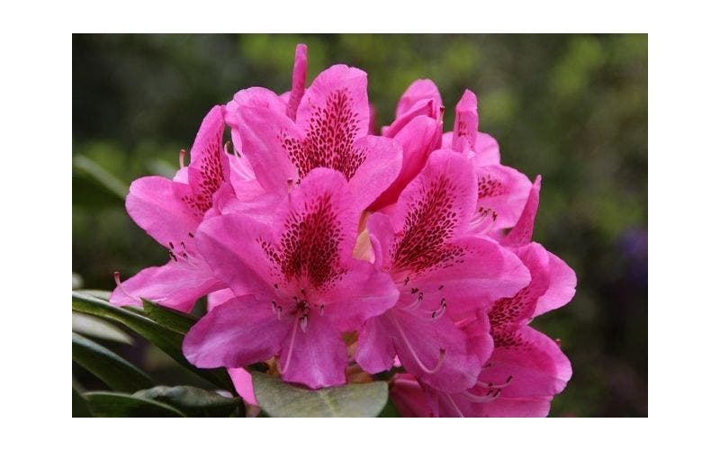 Rhododendron soorten