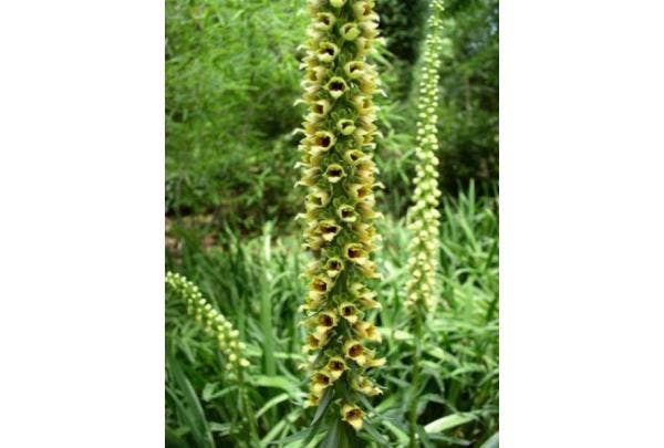 Uitzaaien van planten voorkomen