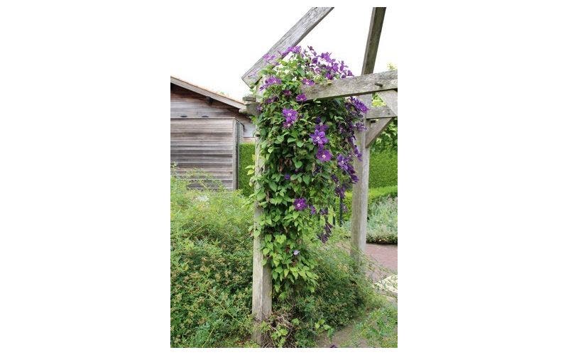 Klimplanten - soorten