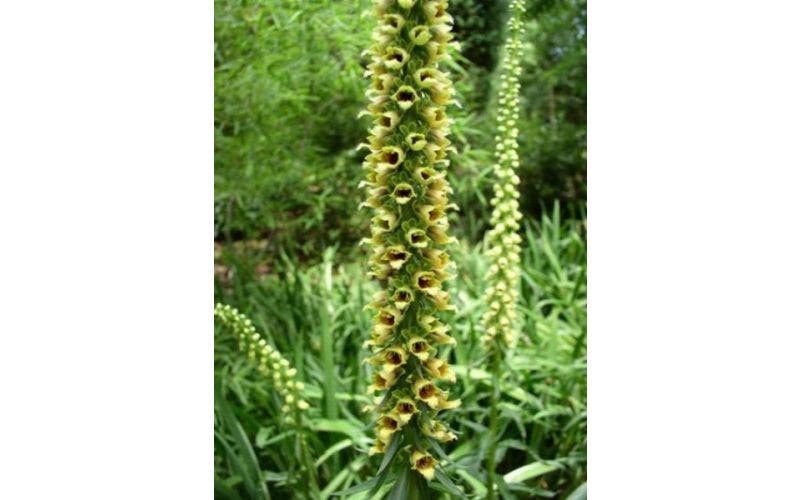 Uitzaaien van planten voorkomen