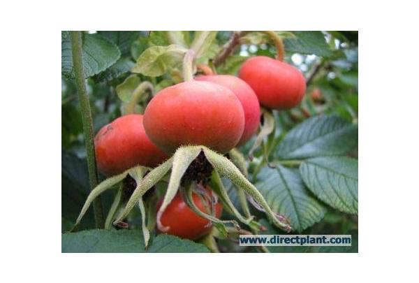 Bottelroos en rozenbottel