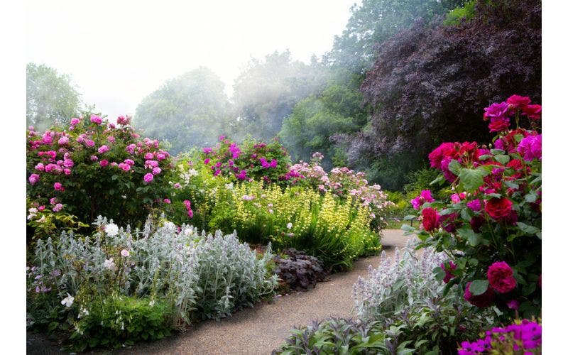 Zomerbloeiers in pot