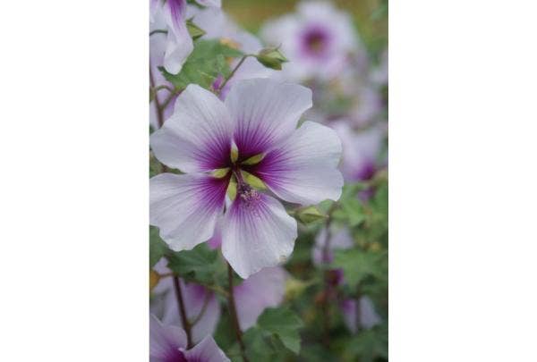 Reserveplanten