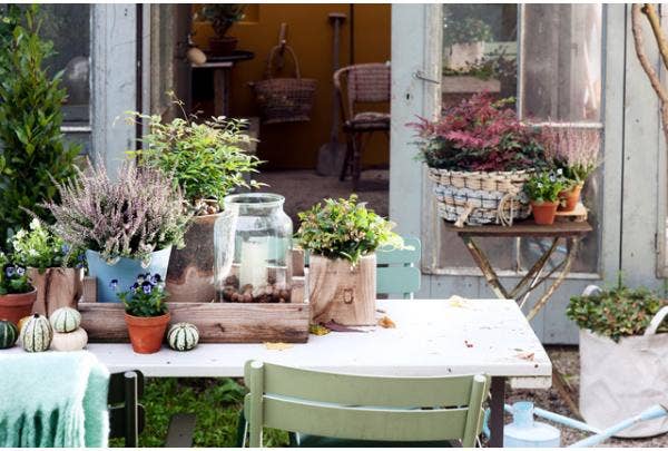 Potplanten in de winter
