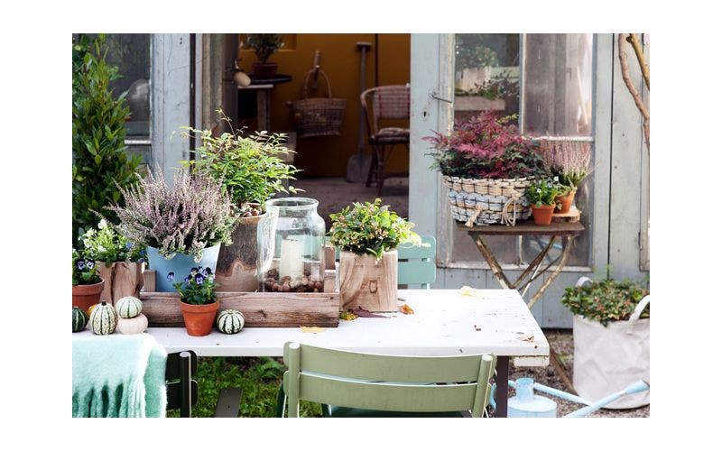 Potplanten in de winter