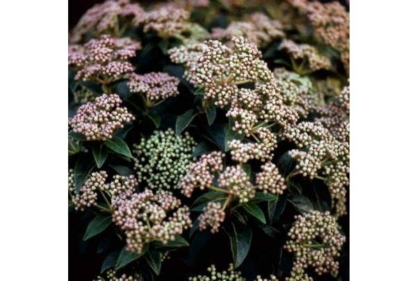 Sneeuwbal - Viburnum