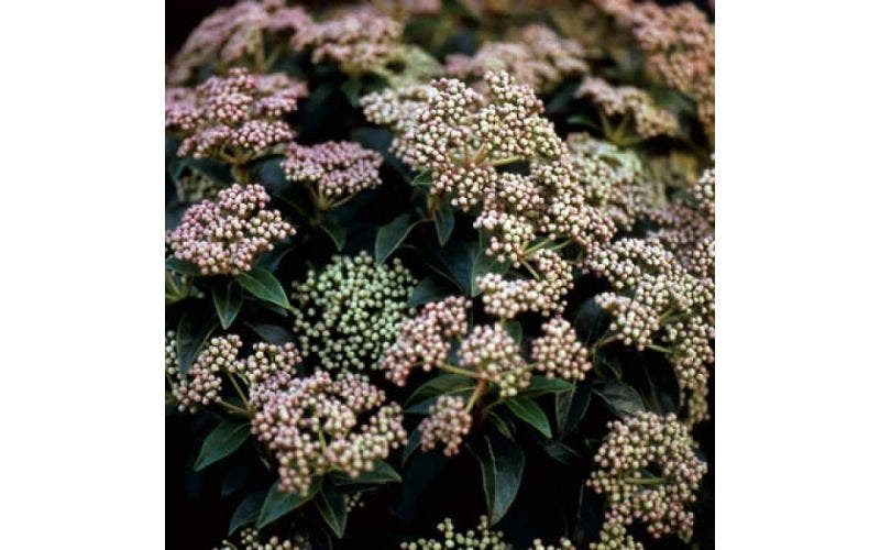 Sneeuwbal - Viburnum
