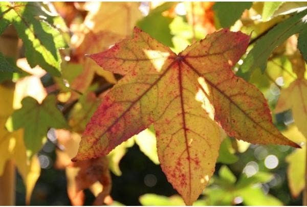 Amberboom (Liquidambar)