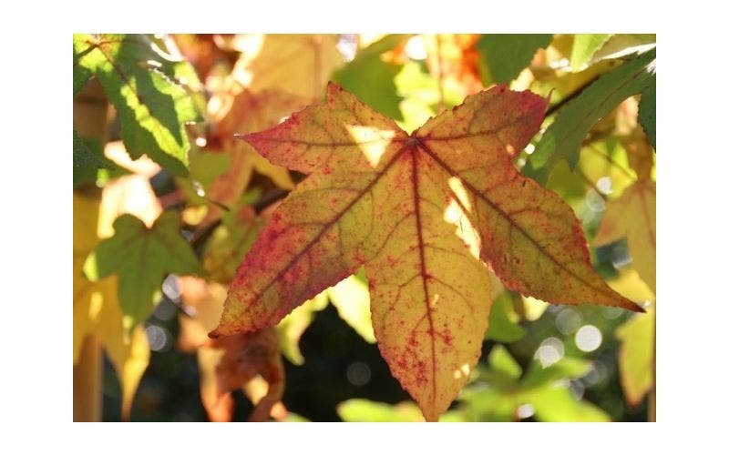 Amberboom (Liquidambar)