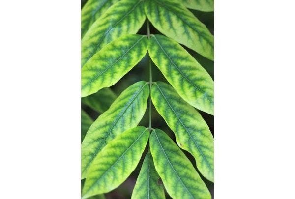 gebreksverschijnselen