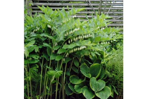 Vaste planten met mooi blad