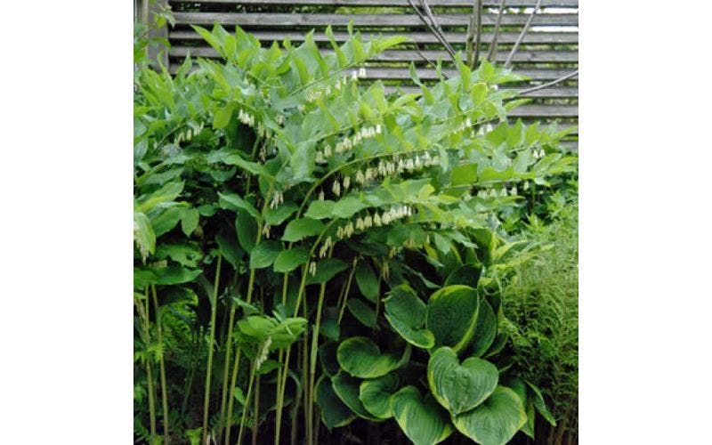 Vaste planten met mooi blad