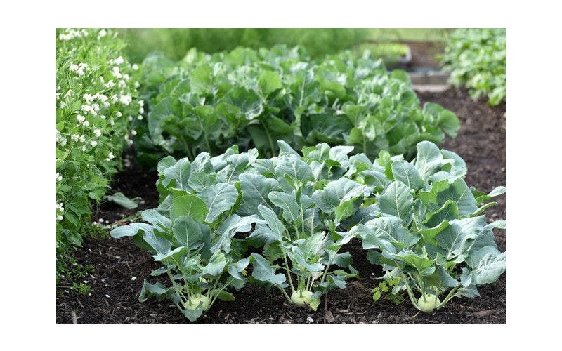 moestuin bemesten: hoe en wanneer