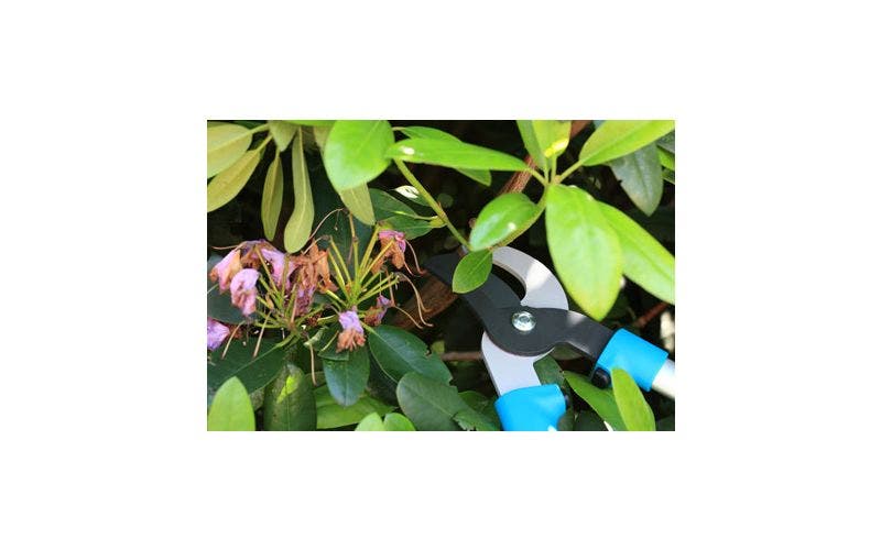 Rhododendron snoeien