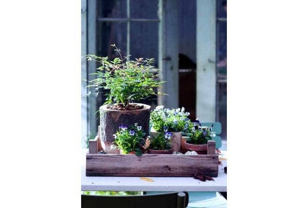 winterplanten combineren