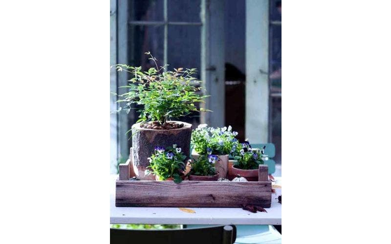 winterplanten combineren