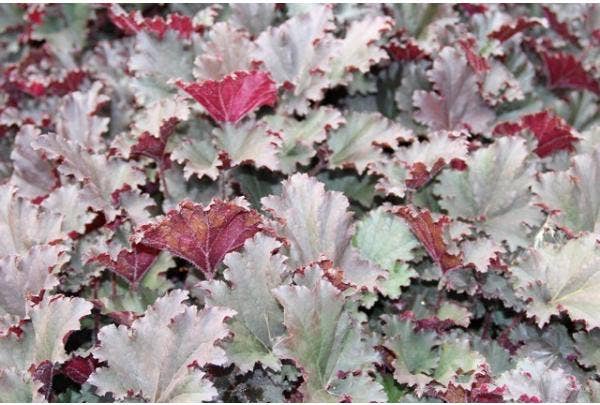 Purperklokje (Heuchera)