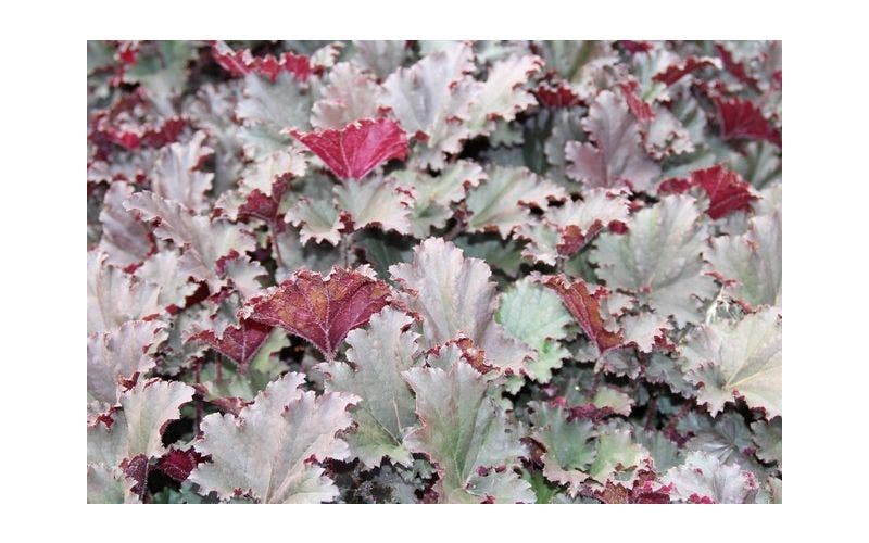 Purperklokje (Heuchera)