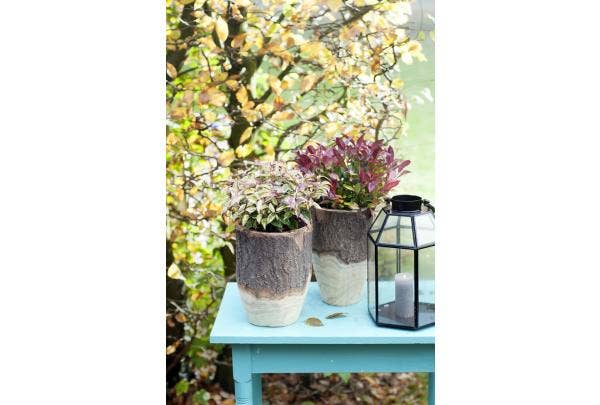 Leucothoe - verzorging en snoeien