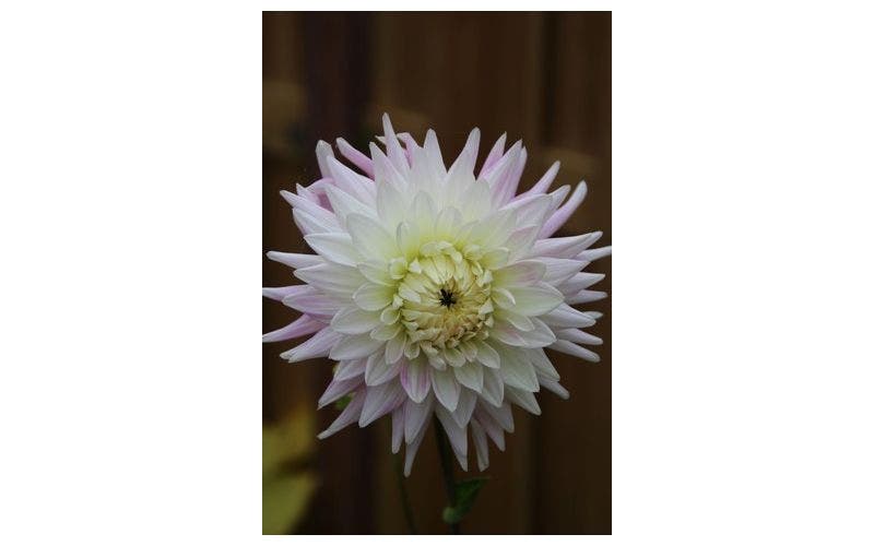 Dahlia bewaren in de winter