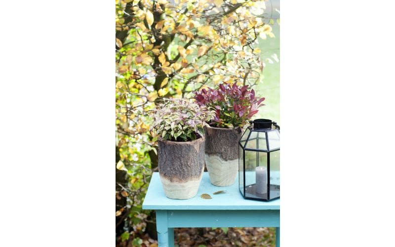 Leucothoe - verzorging en snoeien