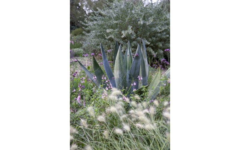 Winterharde agave