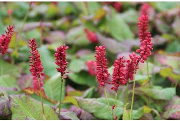 Duizendknoop (Persicaria)