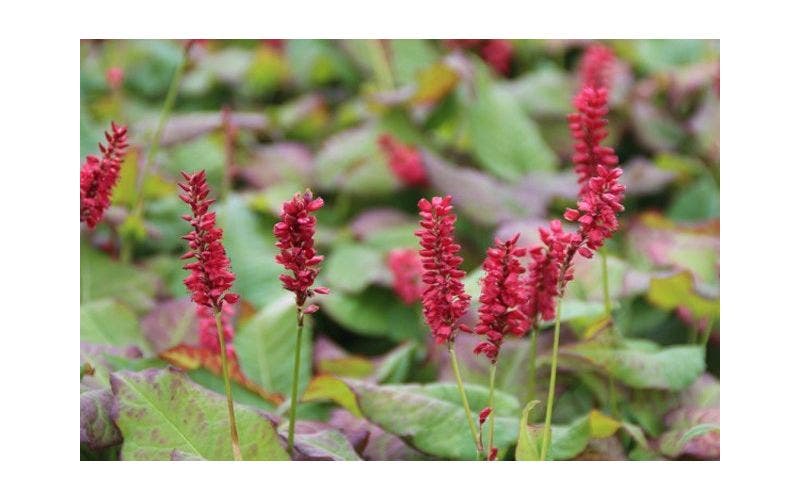 Duizendknoop (Persicaria)