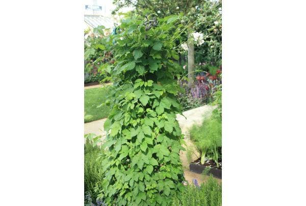 Klimrek voor planten