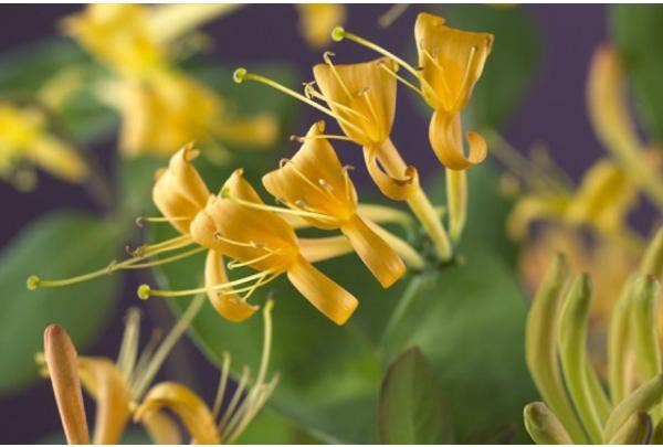 bloeiende klimplanten