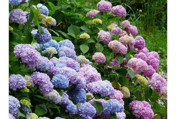 Blauwe hortensia