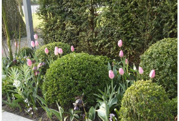 bolvormen planten en snoeien