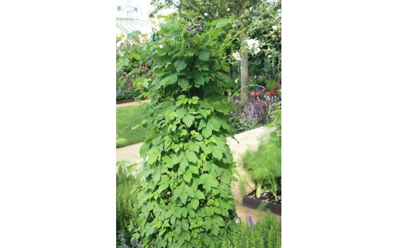 Klimrek voor planten