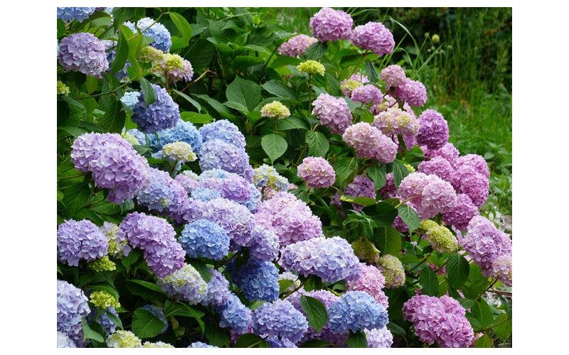 Blauwe hortensia
