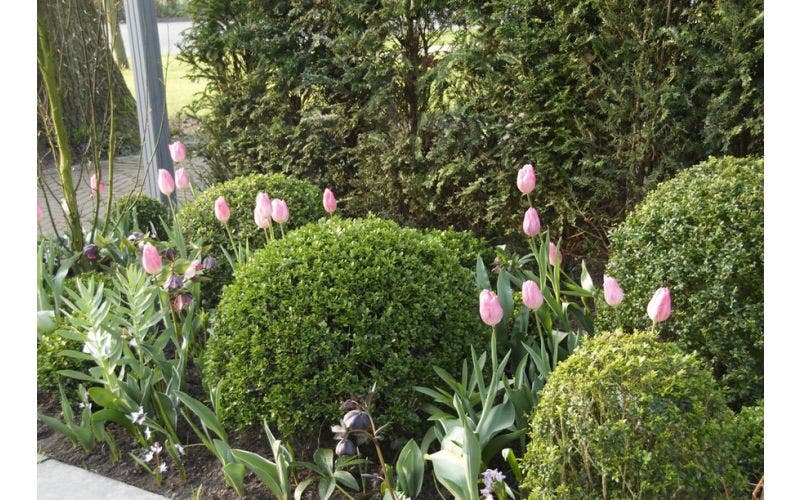bolvormen planten en snoeien