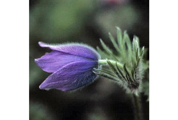 Widemanskruid (Pulsatilla)