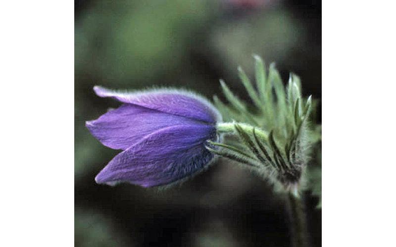 Widemanskruid (Pulsatilla)