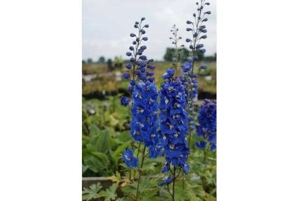 Ridderspoor (Delphinium)